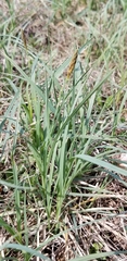 Carex meadii