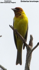 Emberiza bruniceps