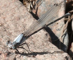Argia moesta