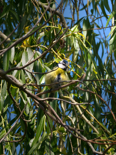 Eurasian Blue Tit