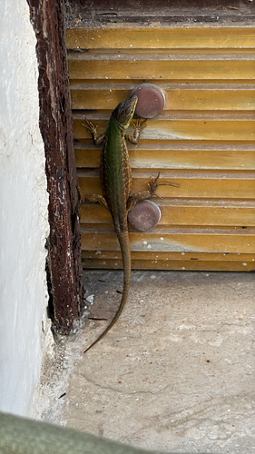 Italian Wall Lizard