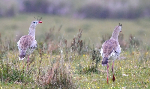Red-legged Seriema