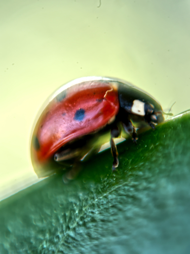 Seven-spotted Lady Beetle