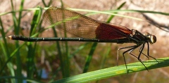 Hetaerina americana