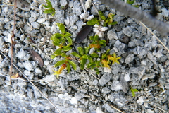 Stackhousia minima