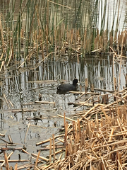 Fulica americana americana