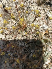 Eriogonum reniforme