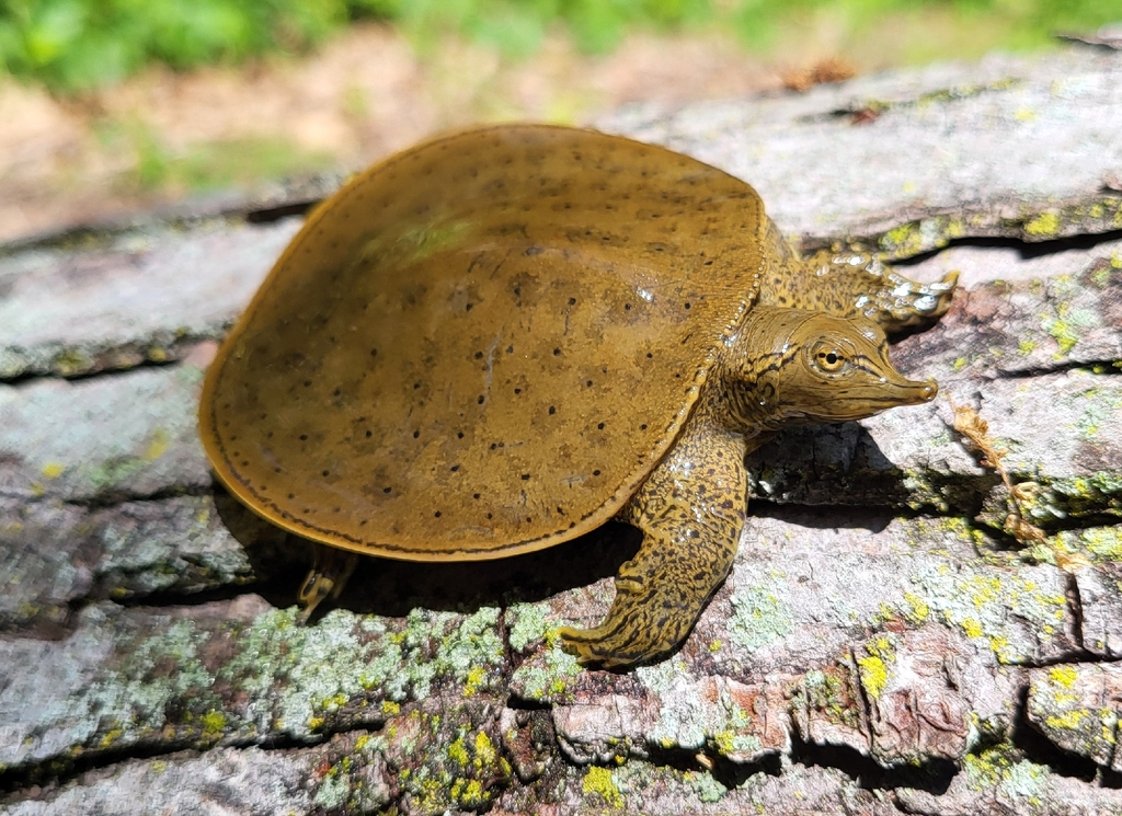 Softshell Eastern Eastern Spiny Softshell in May 2026 by Carl · iNaturalist