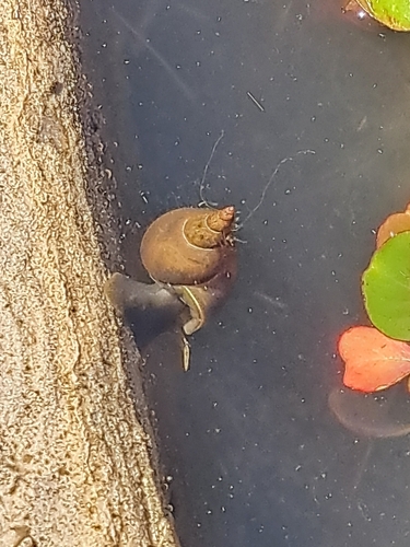 Great Pond Snail