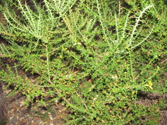 Genista triacanthos, photograph (c) zebedeugalinha, some rights reserved (CC BY)