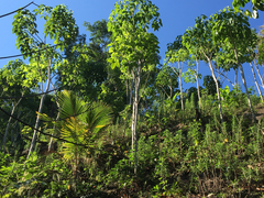 Roseodendron donnell-smithii