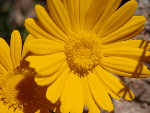 Image of Ursinia chrysanthemoides by (c) Charles Stirton, some rights reserved (CC BY-SA)