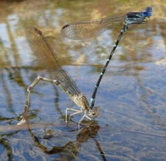 Argia sedula