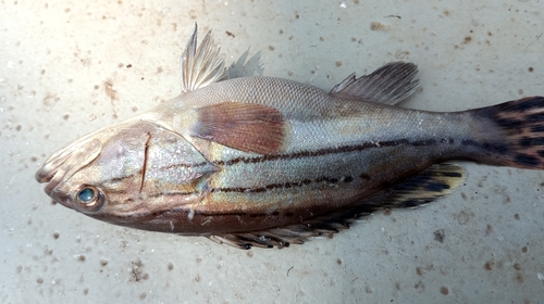 Epinephelus latifasciatus observed 2026-05-24