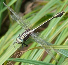 Dromogomphus spinosus