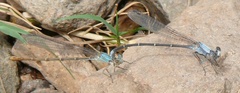 Argia moesta