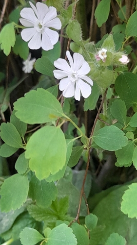 white campion