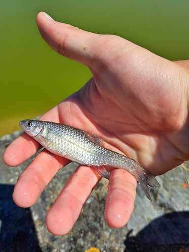 Topmouth Gudgeon
