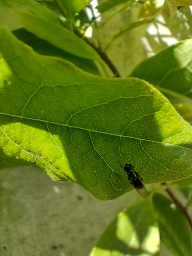 Black-horned Gem Fly