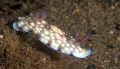 Goniobranchus hintuanensis