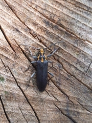 Enoploderes vitticollis