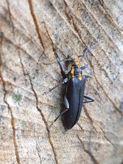 Enoploderes vitticollis