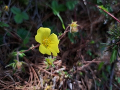 Potentilla matsumurae, photograph (c) vrxz, some rights reserved (CC BY-SA)
