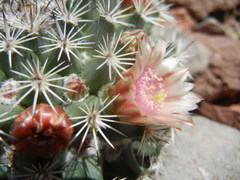 Mammillaria johnstonii