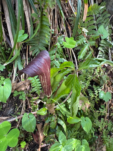 Arisaema nikoense iNat (2)