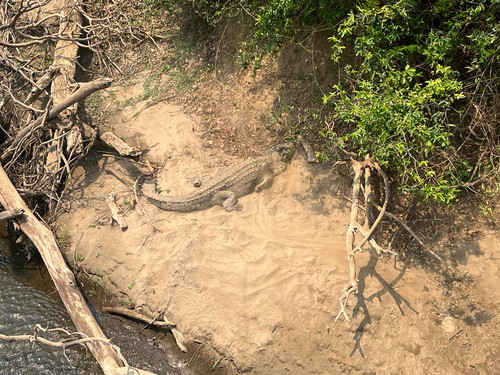 Nile Crocodile