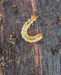 Dendroides canadensis