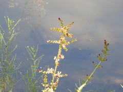 Scrophularia auriculata