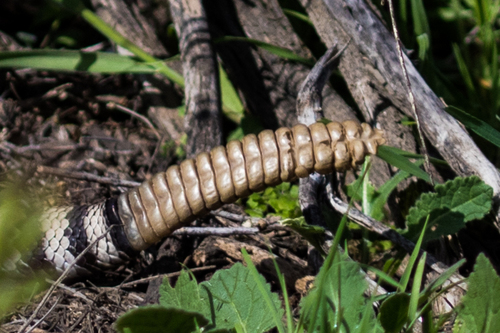 Red Diamond Rattlesnake