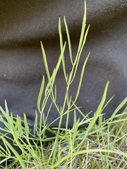 Perideridia kelloggii