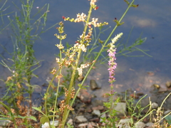 Scrophularia auriculata