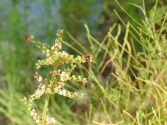 Scrophularia auriculata