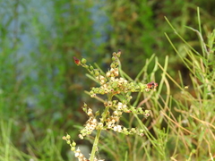 Scrophularia auriculata