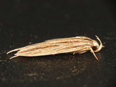 Leistarcha scitissimella