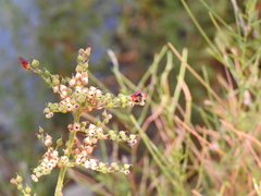Scrophularia auriculata