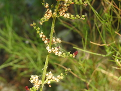 Scrophularia auriculata