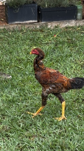 Domestic Chicken