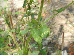 Scrophularia auriculata