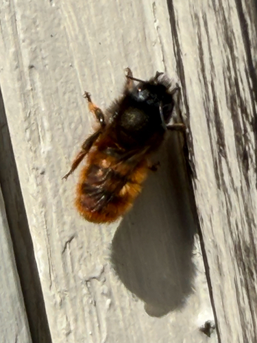 Red Mason Bee
