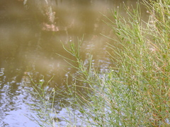 Epilobium lanceolatum