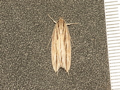 Leistarcha scitissimella