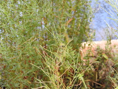 Epilobium lanceolatum