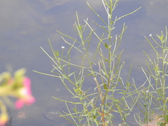 Epilobium lanceolatum