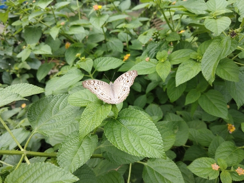 Grey Pansy