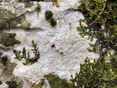 Bagliettoa baldensis