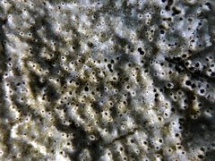 Bagliettoa baldensis